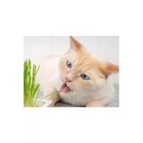 Ata Tohumculuk 100 Adet Tohum Kedi Çimi Tohumu