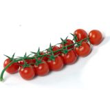 Ata Tohumculuk 100 Tohum Eko Paket Nadir Ithal Pinpon Domates Tohumu Yeni Sezon