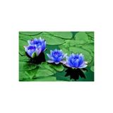 Ata Tohumculuk 2 Adet Tohum Nadir Bulunan Mavi Lotus Çiçeği Tohumu Lotus Su Çiçeği Tohumu Nilüfer Çiçeği Tohumu