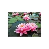ata tohumculuk 2 Adet Tohum Nadir Bulunan Pembe Lotus Çiçeği Tohumu Lotus Su Çiçeği Tohumu Nilüfer Çiçeği Tohumu