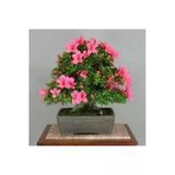 Ata Tohumculuk 2 Adet Tohum Orkide Bonsai Ağacı Tohum Bodur Bonsai Orkide Ağacı Tohum Saksı Toprak