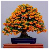 Ata Tohumculuk 2 Adet Tohum Yeni Dünya Ateş Dikeni Bodur Bonzai Bonsai Meyvesi Saksı Toprak