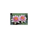 Ata Tohumculuk 2 'li Tohum Nadir Bulunan Pembe Lotus Çiçeği Tohumu Lotus Su Çiçeği Tohumu Nilüfer Çiçeği Tohumu - 2 Adet