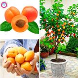 Ata Tohumculuk 2 Tohum Şekerpare Kayısı Bodur Bonsai Ağaç Tohumu
