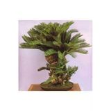 Ata Tohumculuk 3 Adet Tohum Bodur Bonsai Palmiye Ağacı Bonsai Tohum Ata Tohum Sürpriz Hediye Tohum