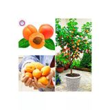 Ata Tohumculuk 3 Adet Tohum Şekerpare Kayısı Bodur Bonsai Ağaç Tohumu Sürpriz Hediye Tohum