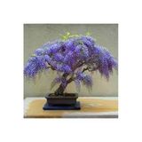 Ata Tohumculuk 5 Adet Bodur Jakaranda Bonsai Ağacı Tohumu