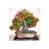 Ata Tohumculuk 5 Adet Bodur Kiraz Ağacı Bonsai Tohumu