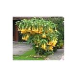 Ata Tohumculuk 5 Adet Tohum Angel Trumpet Çiçeği Meleklerin Borozanı Çiçek Tohumu Süpriz Hediye Bonsai Ağacı Tohum