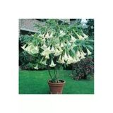Ata Tohumculuk 5 Adet Tohum Angel Trumpet Çiçeği Tohum Melek Borazanı Çiçeği Tohum Tohum Saksı Toprak Hediyeli