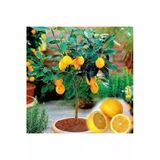 Ata Tohumculuk 5 Adet Tohum Bodur Bonsai Limon Ağacı Tohumu Italyan Limon Seti Saksı Toprak Sürpriz Hediye Tohum