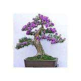 Ata Tohumculuk 5 Adet Tohum Bodur Jakaranda Bonsai Ağacı Tohumu Sürpriz Hediye Bonsai Ağacı Tohumludur