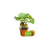 Ata Tohumculuk 5 Adet Tohum Bodur Kivi Bonsai Ağacı Tohumu Saksı Toprak Süpriz Hediye Bonsai Ağacı Tohumludur