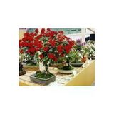 Ata Tohumculuk 5 Adet Tohum Bonsai Kırmızı Gül Ağacı Bonzai Tohumu Süpriz Hediye Bonsai Ağacı Tohumu