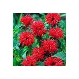 Ata Tohumculuk 5 Adet Tohum Nadir Bulunan Kırmızı Bergamot Çiçeği Tohumu Saksı