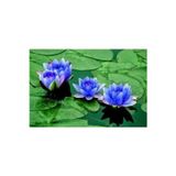 Ata Tohumculuk 5 Adet Tohum Nadir Bulunan Mavi Lotus Çiçeği Tohumu Lotus Su Çiçeği Tohumu Nilüfer Çiçeği Tohumu