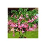 Ata Tohumculuk 5 Adet Tohum Nadir Bulunan Meleklerin Borozanı Pembe Angel Trumpet Çiçeği