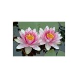 Ata Tohumculuk 5 Adet Tohum Nadir Bulunan Pembe Lotus Çiçeği Tohumu Lotus Su Çiçeği Tohumu Nilüfer Çiçeği Tohumu