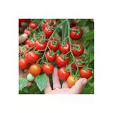 Ata Tohumculuk Tohum Süper Paket Cherry Domates Ata Tohum 150 Adet