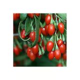 Ata Tohumculuk V15 Adet Tohum Goji Berry Tohumu Kurt Üzümü Tohumu Goji Berry Saksı Toprak Sürpriz Heidyeli