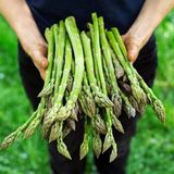 Ata Tohumları Geleneksel Asparagus Kuşkonmaz Tohumu (20 Adet)