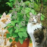 Ata Tohumları Geleneksel Catnip Kedi Nanesi Tohumu (20 Tohum)