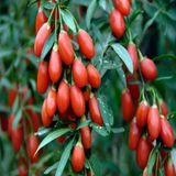 Ata Tohumları Geleneksel Goji Berry Kurt Üzümü Tohumu (1000 Tohum)