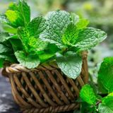Ata Tohumları Geleneksel Peppermint Nane Tohumu (150 Tohum)