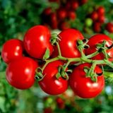 Ata Tohumları Geleneksel Yarı Sırık Çeri Pinpon Domates Tohumu (20 Tohum)