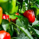 ATA TOHUMU YERLİ HATAY ACI DOLMA BİBERİ 500 ADET TOHUM