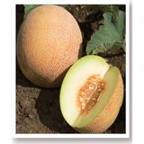 Ata Tohumu Yerli Kavun Tohumu Ananas 100 Adet Tohum