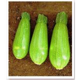 ATA TOHUMU YERLİ TOPAK DOLMA KABAK 20 ADET TOHUM