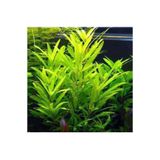 Atakan Petshop Akvaryum Bitkileri Nomaphila Siamensis Saksı Canlı Bitki