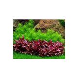 Atakan Petshop Alternanthera Reineckii Mini Saksı Canlı Bitki