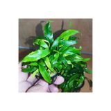 Atakan PetShop Anubias Glabra Minima Saksı Canlı Bitki
