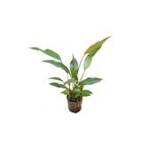 Atakan Petshop Anubias Lanceolata 8-10 Yapraklı Kök Canlı Bitki