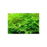 Atakan Petshop Christmas Moss tele sarılı Canlı Bitki