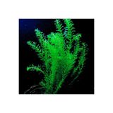 Atakan Petshop Elodea Species 8 Kök Canlı Bitki - Akvaryum Bitkisi