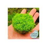 Atakan Petshop Micranthemum Monte Carlo In Vitro Canlı Bitki