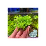 Atakan Petshop Micranthemum Monte Carlo Saksı Canlı Bitki