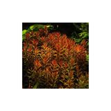 Atakan Petshop Rotala Indica Saksı Canlı Bitki