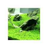 Atakan Plant Hemianthus Callitrichoides Cuba In Vitro Canlı Bitki