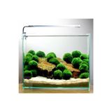 Atakan Plant Marimo Moss Ball 4-6 Cm Şans Getiren Yosun Topu Canlı Bitki