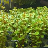 Atakanpetshop Rotala H'ra Saksı Canlı Bitki