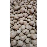 Atakum Salep 10 Adet Salep Yumrusu Tohumu