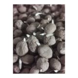 ATAKUM SALEP 50 Adet Salep Yumrusu Tohumu