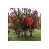Ateş Dikeni Ağacı Fidanı 30-60 Cm