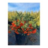Ateş Dikeni Çiçeği Fidanı 30-60 Cm