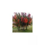 Ateş Dikeni Fidanı 30 -60 Cm