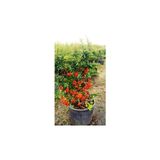 Ateş Dikeni Fidesi Fidanı 20-40 Cm